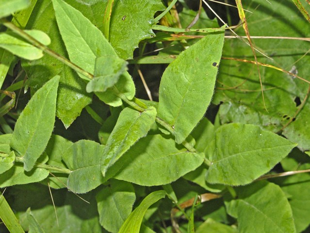 Una piccola asteracea dalle grandi foglie - Hieracium sp.